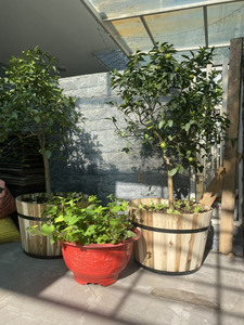 Maceta cuadrada de madera ODM ecológica de alta calidad para centro comercial y jardín doméstico al aire libre directo de fábrica al por mayor Vietnam - Product Image 3