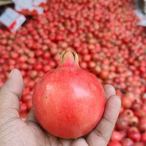 Trang trại thu hoạch tươi lựu xuất khẩu cung cấp số lượng lớn vị ngọt tự nhiên tươi lựu một cách cẩn thận đóng gói cho người mua toàn cầu - Product Image 4