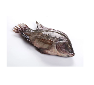 Tilapia redonda entera congelada asequible a la venta ahora Ideal para cocineros caseros y restaurantes que buscan mariscos de calidad - Product Image 3
