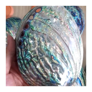 Vibrant Abalone <b>Shell</b> Bulk Wholesale Vietnam Natural <b>Shells</b> <b>Jewelry</b> Making Export Home Decor Stunning Craft Material Best Offer - Product Image 5