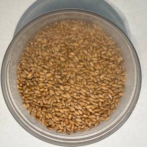 Proveedor Mayorista de Grano Integral de Trigo Orgánico a la Venta a Precio Económico - Product Image 3