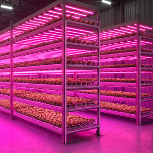 OEM cải xoăn dẫn phát triển thanh ánh sáng cho dọc giá Nhà Máy Nông Nghiệp trực tiếp lá xanh chiếu sáng Nhà cung cấp với thiết kế Dự Án - Product Image 2