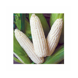 Maíz amarillo no OGM más vendido, maíz amarillo y maíz blanco, maíz secado al aire a la venta - Product Image 1