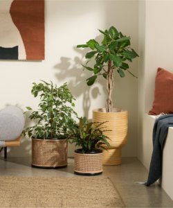 Maceta de mimbre Natural de lujo para decoración del hogar, mimbre, caña, planta, maceta tejida para flores, venta al por mayor - Product Image 4