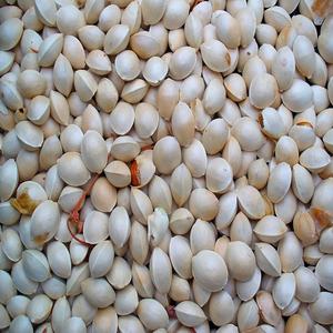 Nueces de Ginkgo Orgánicas Peladas y Secas al por Mayor para Alimentos, Producto Económico para Compra a Granel en Venta - Product Image 5