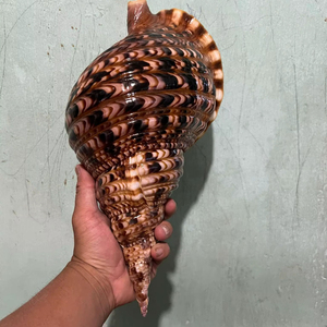 Trompeta de Latón Vietnamita, Instrumento Musical para Orquesta, Práctica, Actuaciones y Presentaciones en Escenario - Product Image 1