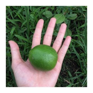 Lima fresca de Vietnam 100% natural/limón sin semillas con cítricos de alta calidad y sabor agrio y fresco Premium - Product Image 6