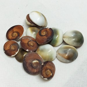 Bán buôn <span class=keywords><strong>operculum</strong></span> biển vỏ khô và sạch Mèo Mắt opercule Seashell tự nhiên hạt từ Việt Nam nhà máy - Product Image 4