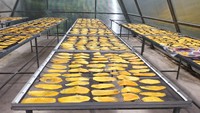 Zacht gesneden gedroogde mango met chili-zout smaak - zoete tropische mango snack, Vietnamese oorsprong, premium kwaliteit, groothandel