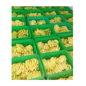 Best Price Industrial Manufacturers Commercial Banana Cold Room 15X10X10 from Indian Exporter and Manufacturer