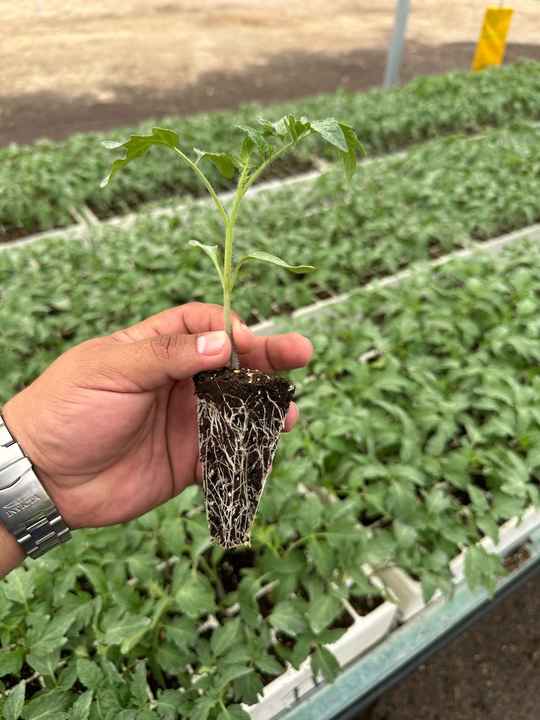 High Quality Seed Substrate for seeding seedling pumpkin lettuce celery onions spring onions asparagus anemones