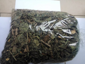 Natural Celastrus Hindsii <b>Tea</b> 4.59 oz Dried Celastrus Hindsii <b>Tea</b> Bags Dried Yellow Celastrus hindsii Leaf Vietnam - Product Image 6