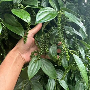 Pimienta Verde Fresca de Vietnam en Rama Directamente de los Agricultores Apta para Mercados de Exportación - Product Image 1