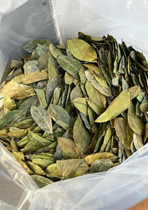 Thé aux feuilles de graviola séchées naturelles, feuilles de corossol, ingrédient pour les produits de santé - Product Image 2