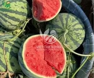 Sandía Congelada Orgánica VIET THIEN PHU, Procesada con LQF, Alta Calidad, Envasada al Vacío, Directamente de Vietnam - Product Image 5