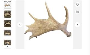 Natural Whole Red Deer Antlers for Sale <b>Animal</b> Extract <b>Product</b> - Product Image 5