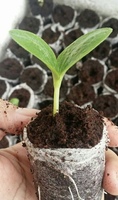 Granulés de tourbe de noix de coco de meilleure qualité prix de gros comparatif pour la culture de plantes graines de sol de noix de coco pour les jardins