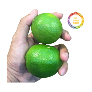 มะนาวสดไร้เมล็ดจากเวียดนามเก็บเกี่ยวและบรรจุด้วยความระมัดระวังกล่องบรรจุจำนวนมากสำหรับร้านอาหารโรงแรมและบริการอาหาร - Product Image 2