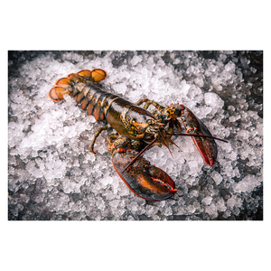 Prix d'usine pour homard cru entier canadien UHP, proposé pour les programmes d'approvisionnement en gros - Product Image 3