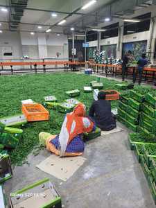 พริกสดสีเขียว G4สำหรับใช้เป็นอาหาร - Product Image 4