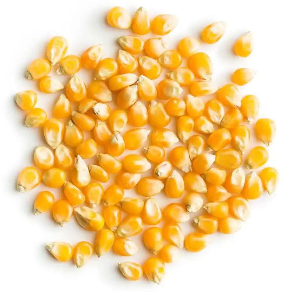 Hight Quality at Wholesale Yellow Corn Dried 100% Pure Maize Protein Full Organic Feed for Human and Animal/Cattle