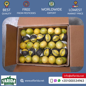 Citron Adalia le plus vendu d'Egypte agrumes juteux jaunes frais et nutritifs exportation de citron frais de haute qualité - Product Image 4