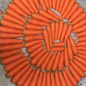 Zanahorias de alta calidad de Vietnam que cumplen con los estándares de exportación en productos agrícolas - Product Image 1