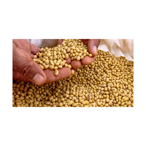 Soja de qualité supérieure en vrac pour l'exportation en gros – Produit agricole de qualité export - Product Image 5