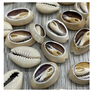 Coquilles de cône brun coquillage coloré pour la fabrication de boucles d'oreilles, bordure de miroir, garniture de boîte-cadeau 2-3cm - Product Image 4