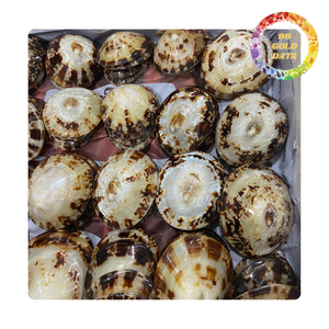 เปลือกหอยสำหรับตกแต่งตู้ปลาสวนและงานแต่งงาน | สินค้าจำนวนมากราคาดี - Product Image 1