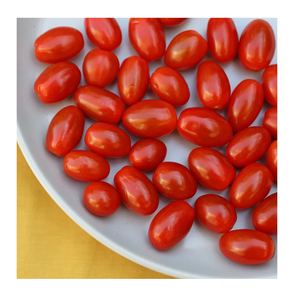 Tomates Prunes Frescos |   Tomates Cherry de Primera Calidad para Venta al por Mayor - Product Image 5