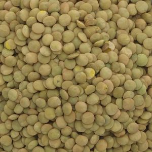 Lentilles vertes biologiques de nouvelle récolte de haute qualité, lentilles vertes naturelles pures, produit non-OGM - Product Image 3