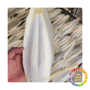 Espina de sepia natural de Vietnam | Buena para la salud y uso médico | Precio al por mayor - Product Image 3