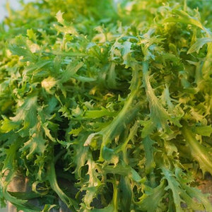 Chicorée d'endives de qualité supérieure: les légumes à feuilles amères les plus vendus disponibles en gros chez les grossistes - Product Image 5