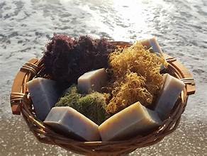 MEJOR ELECCIÓN 2024 JABÓN SEAMOSS HECHO A MANO HECHO A PARTIR DE 100% PROVEEDOR NATURAL DE VIETNAM SEAMOSS - Product Image 3