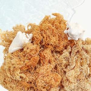 มอสทะเลที่ปลูกในป่าเพื่อความต้องการด้านสุขภาพของคุณ/วิธีการดั้งเดิม/ราคาไม่แพง - Product Image 5