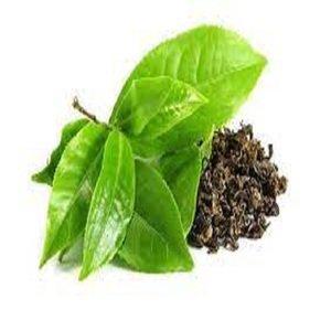 Polvo de extracto de té verde orgánico 98% polifenoles de India-Calidad alimentaria de alta calidad empaquetada en bolsa con buena presentación - Product Image 4