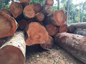 Bûches de bois de chêne blanc et rouge, rondes, de qualité supérieure, longueur 20 cm, diamètre 21 m, contenants de qualité alimentaire, à vendre - Product Image 6