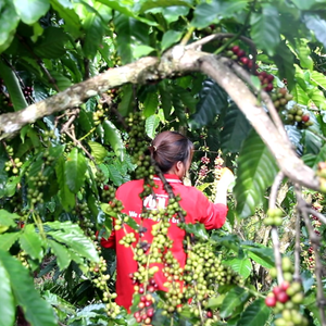 เครื่องดื่มกาแฟโรบัสต้า250มล.-vinut Vietnam, Non-GMO, ปราศจากนม, ปราศจากกลูเตน, ฉลากส่วนตัว, ตัวอย่างฟรี, ราคาตรงจากโรงงาน - Product Image 6