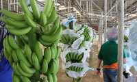 Plátanos Verdes Orgánicos Cavendish/Plátanos Verdes Frescos, Fruta Tropical Subtropical, Grado 100, 10 kg, Austria, 12 Meses de Caducidad
