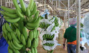 Plátanos Verdes Cavendish Orgánicos/Plátanos Verdes Frescos Grado 100 10 kg para Exportación - Product Image 4