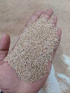 Graines de sésame blanc indien de qualité supérieure, décortiquées et non décortiquées, qualité AA, 100% naturelles et pures, non OGM, en vrac, 500g, 1kg, 5kg - Product Image 2