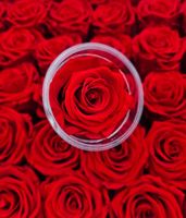 Rosa Eterna Preservada, Flores Naturales Hechas a Mano, Todos los Colores Personalizables, Larga Duración de 3 a 5 Años, Graduación, Año Nuevo