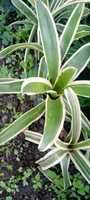 Bromelia Ruborizada, Planta de Flor Fresca Cortada, 20cm, Origen Ecuador, Huertos Del Ecuador, Guayaquil