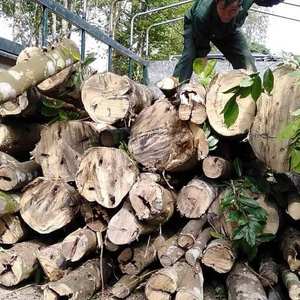 Bois d'agar sauvage Bois d'oud Produits du Vietnam: Bois de oud - Product Image 6