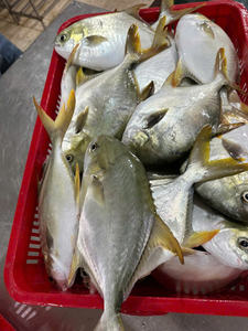 Pomfret Negro Entero Congelado IQF envasado al vacío, 24 meses de vida útil, marisco de exportación, proveedor mayorista de Vietnam, precio competitivo - Product Image 6