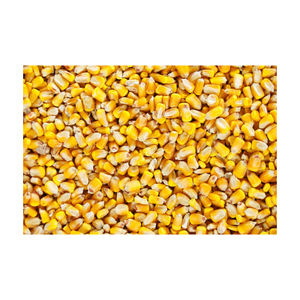Maíz Amarillo Glutinoso Seco de Alta Calidad, Grado A, 100% al Mejor Precio, Venta al por Mayor, Exportación desde Brasil - Product Image 1