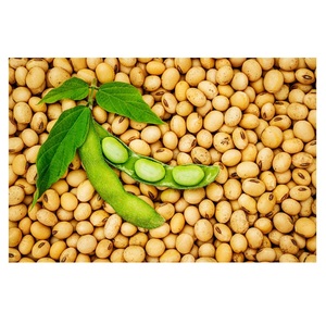 Top Sale <b>Soybeans</b> Guaranteed Quality Common Plant Yellow Soya Bean Seed - Product Image 4