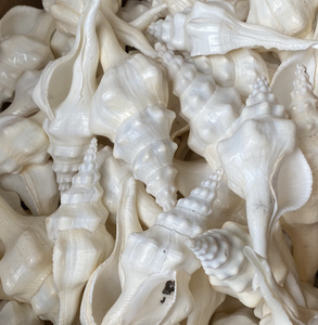 Concha Marina texturizada natural, artesanía marina de Vietnam para decoración náutica del hogar y accesorios únicos hechos a mano - Product Image 1