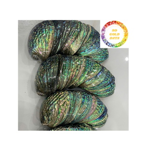 Conchas de abulón de océano de Vietnam para los amantes de la artesanía Calidad de grado de exportación - Product Image 5